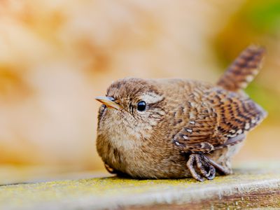 Songbird Wren, Troglodytes Bird is relaxing at bench in November in Europa, Germany, Rhineland Palatinate, WÃ¶rrstadt. bird crashed into window, temporarily stunned.