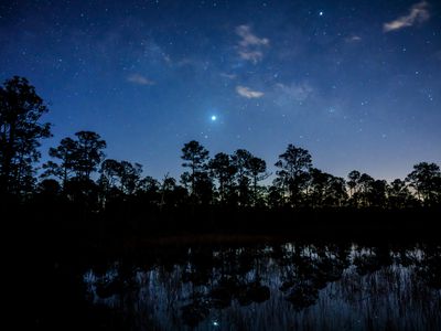 Very early morning shot of Venus rising (to the left of Jupiter) over pond and Slash Pine trees with reflection in Babcock Wildlife Management Area near Punta Gorda, Florida