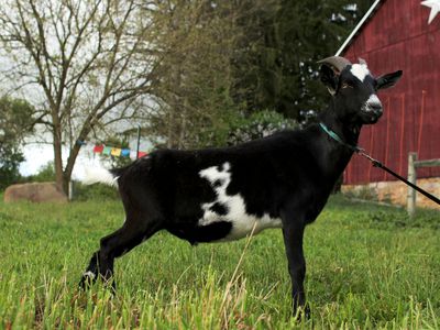 baby goat on a farm