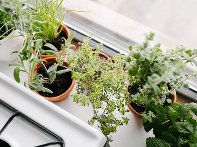 overhead shot of various kitchen herbs in terra cotta pots next to gas stove