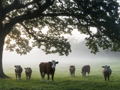 Cattle under oak tree on misty morning