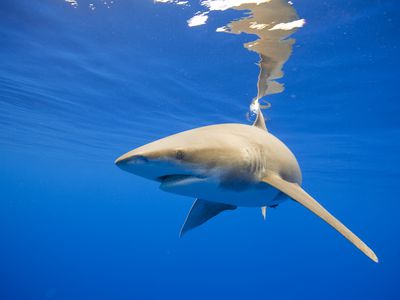 Underwater view of oceanic whitetip shark