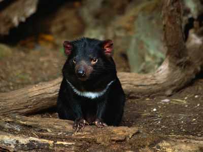 Endangered Tasmanian devil sitting on the ground in the forest