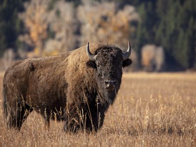 American bison standing in long golden grass