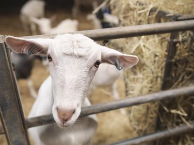 Goat poking head through gate on farm