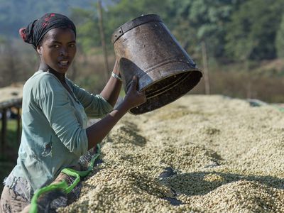 farmer with white coffee beans in Ethiopia