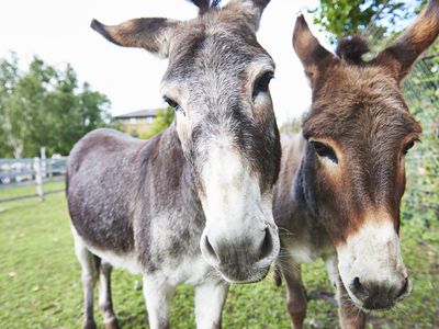 Two donkeys close up to the camera