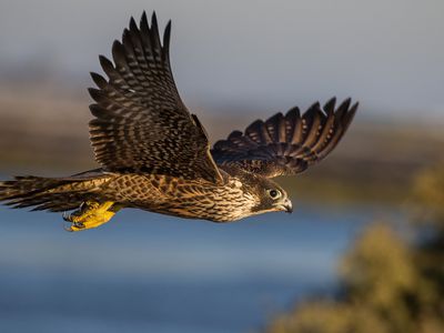 Peregrine falcon flying with lake in background