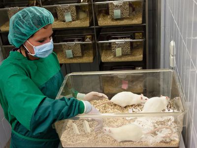 young female lab assistant takes care about laboratory rats into plastic cages