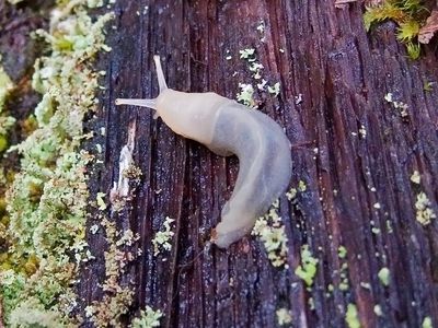 Clear-colored slug crawling on wood