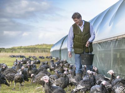 Farmer feeding turkeys on farm