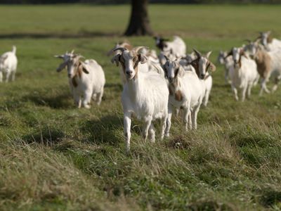 Goats on goat meat farm