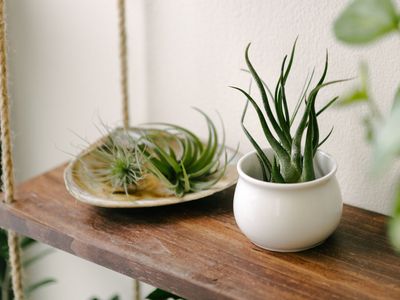 air plant in pottery bowl on wooden shelf