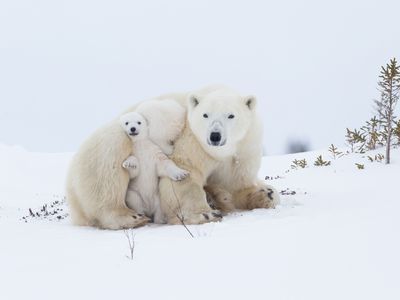 polar bear mother with cubs