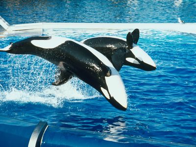 killer whales perform