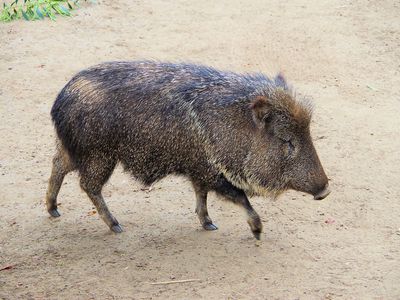 A Chacoan peccary walking.