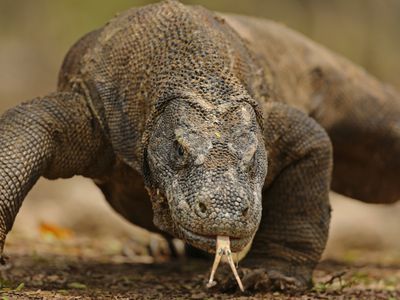 Close-up of Komodo dragon with its tongue out