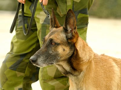 Belgian malinois standing next to soldier in uniform