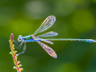 Close-up of dragonfly perched on a flower