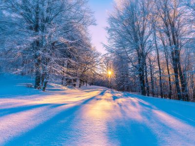 Low sun peaking through snowy forest, creating shadows