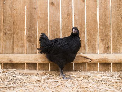 A black pullet in front of a wooden fence