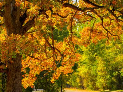 Mailbox on a back road in Rural South Carolina in Autumn, Leaves of the oak tree are backlit by the bright morning sun.