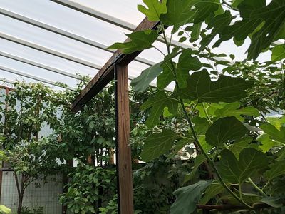 Trees and plants inside a sunken greenhouse