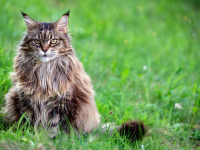 Siberian cat sitting in grass, looking at camera