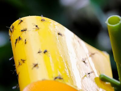 Macro view of fungus gnats stuck to a yellow sticky trap