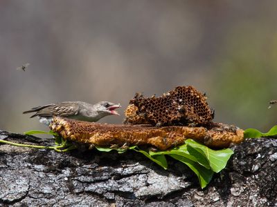 A greater honeyguide feeding on beeswax in Niassa Special Reserve Mozambique