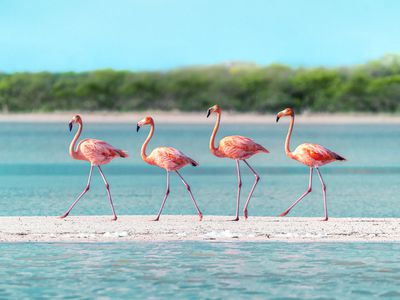 flamingos