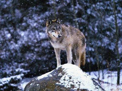 Gray wolf standing on rock in the snow