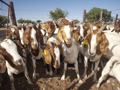 Boer Goat (Capra hircus) in Pen Looking at Camera