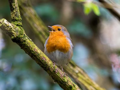 European robin perched on a branch singing