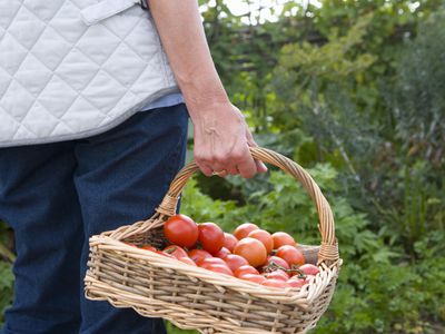 Hobby farmer holding basket of tomatoes