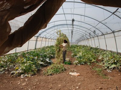 Agricultural worker working in a greenhouse