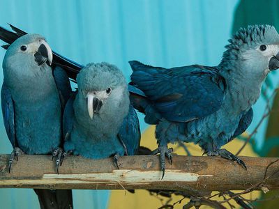 Three Spix's Macaws on branch in captivity