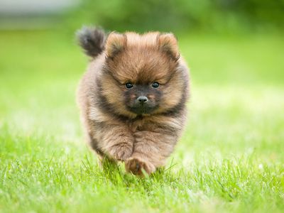 Brown Pomeranian dog running in grass