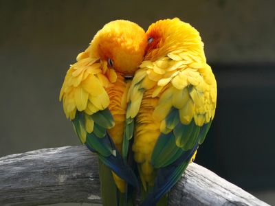 Pair of parakeets