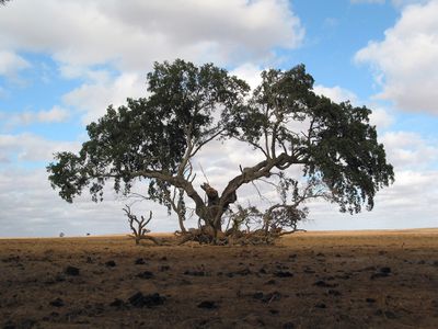 An extremely old tree in the middle of dry land