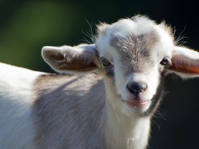 baby goat