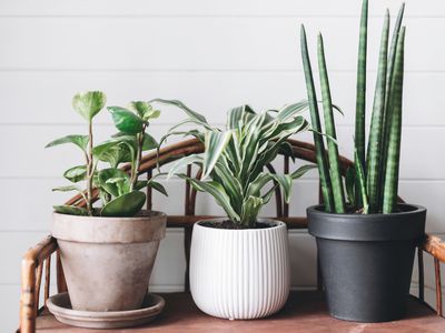 3 potted plants sitting on a bench