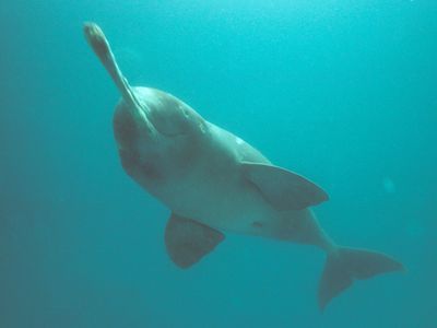 endangered Ganges River dolphin underwater in the Karnaphuli river, Bangladesh 