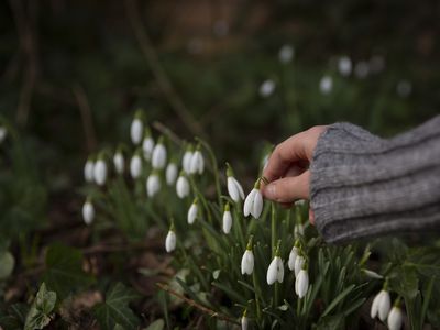 A child's hand reaching towards springtime snowdrops growing in a back yard.