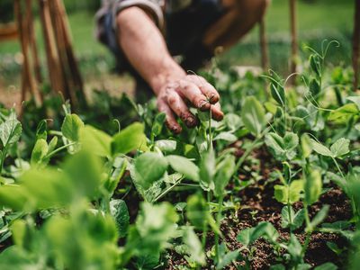 A midsection of man outdoors gardening. Copy space.