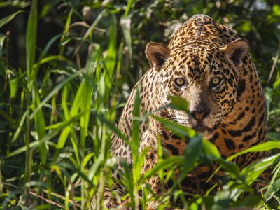 A wild jaguar in the Pantanal is watchful while laying in thick vegetation along the river bank of t