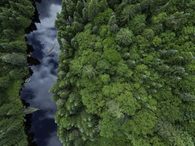 Aerial View of Boreal Nature Forest and River in Summer