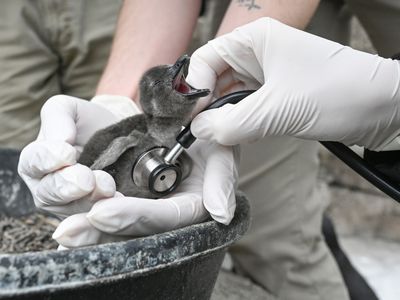 newly hatched African penguin chick