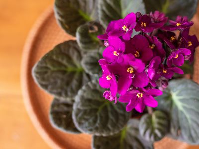 overhead view of flowering deep purple African Violet houseplant on table