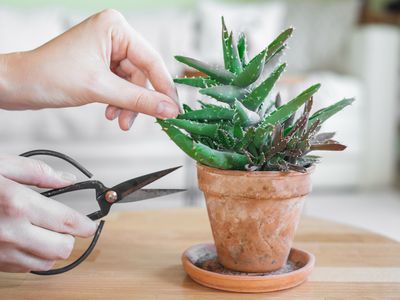 hands use scissors to snip off aloe vera plant for beauty treatment